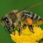https://upload.wikimedia.org/wikipedia/commons/thumb/4/4d/Apis_mellifera_Western_honey_bee.jpg/600px-Apis_mellifera_Western_honey_bee.jpg